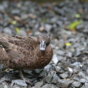 Brown teal