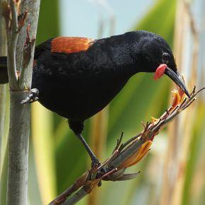 Saddleback