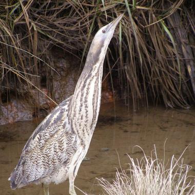 Australasian bittern