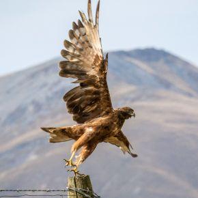 Harrier