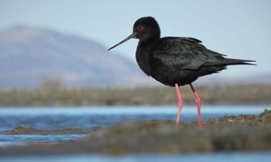 Black stilt