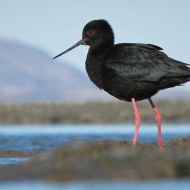 Black stilt