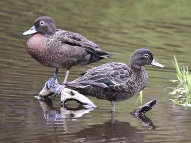 Brown teal