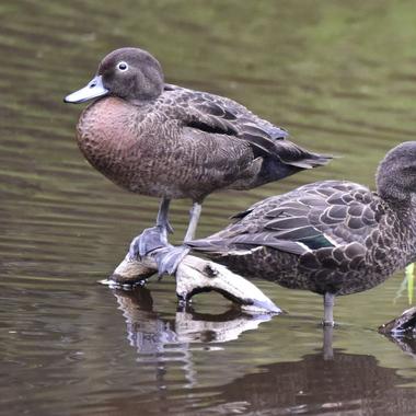 Brown teal