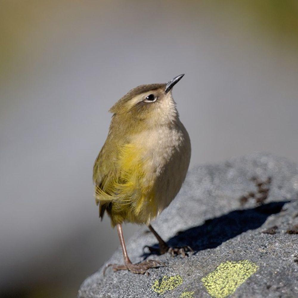 Rock wren