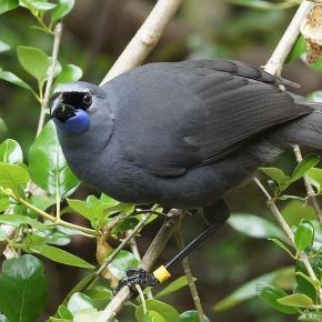 Kōkako