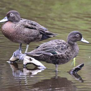 Brown teal