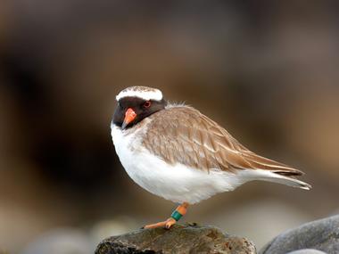 Shore plover