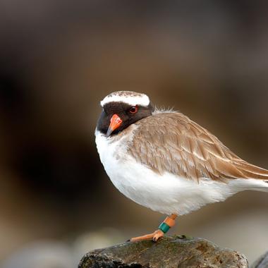 Shore plover