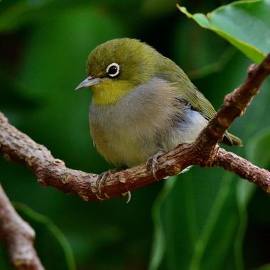 Silvereye