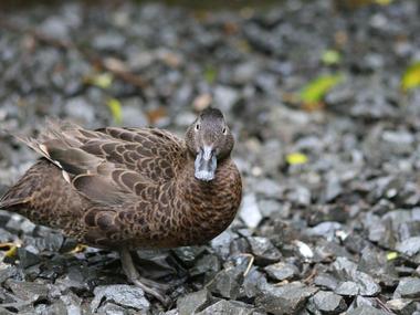 Brown teal