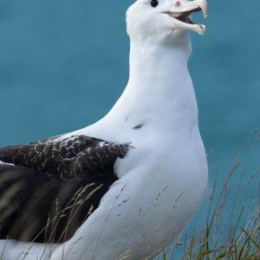 Northern Royal Albatross