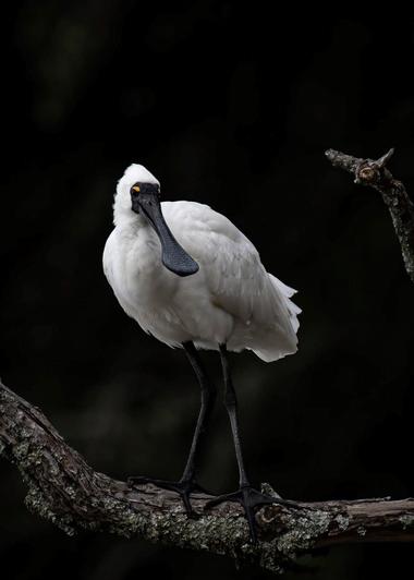 Royal spoonbill