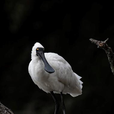 Royal spoonbill