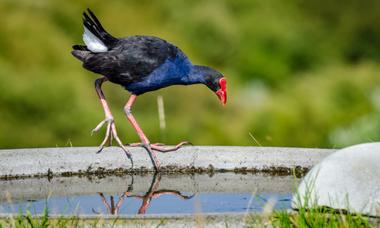 Pūkeko