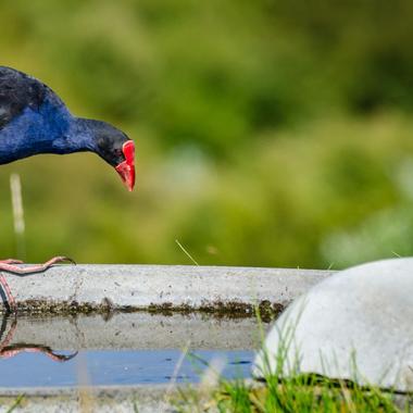 Pūkeko