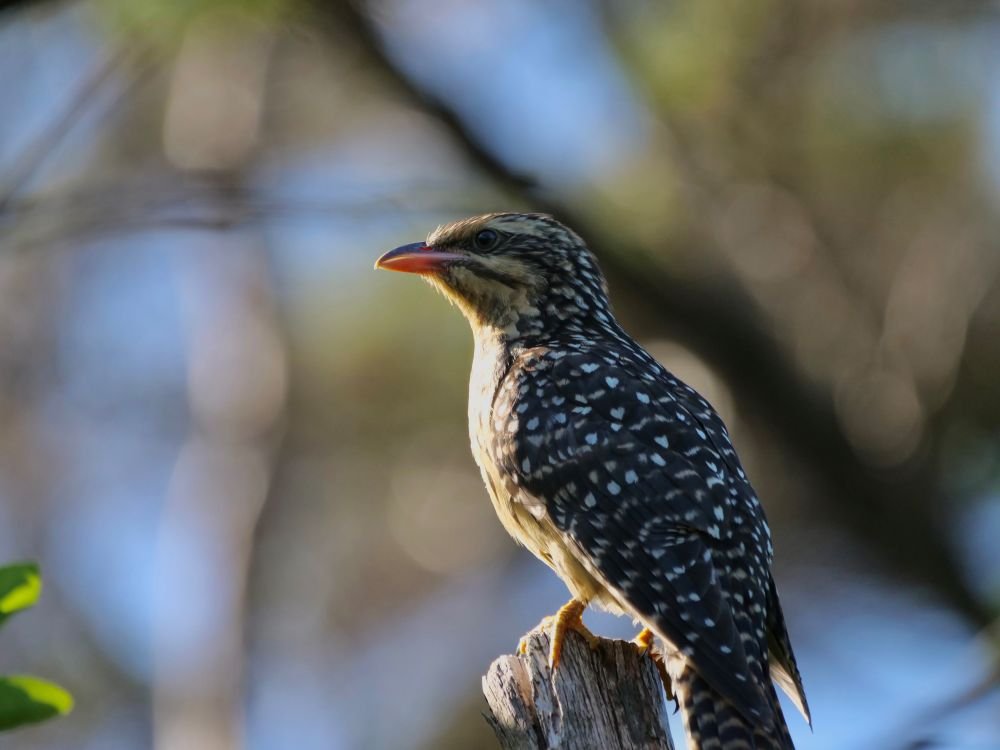 Long-tailed cuckoo