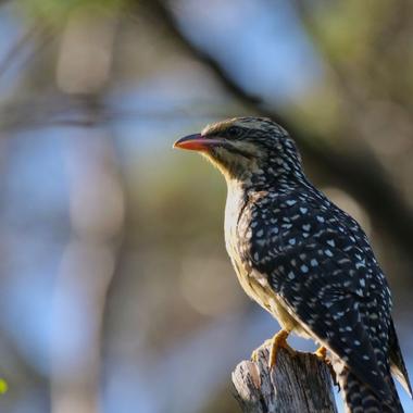 Long-tailed cuckoo