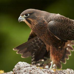 New Zealand falcon