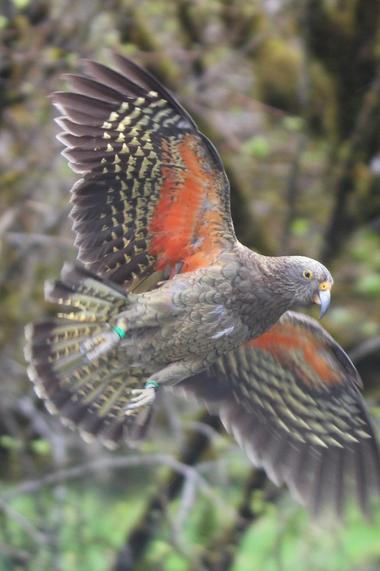 Kea