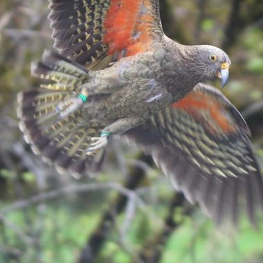 Kea