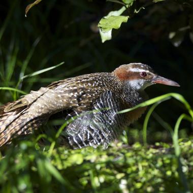 Banded rail