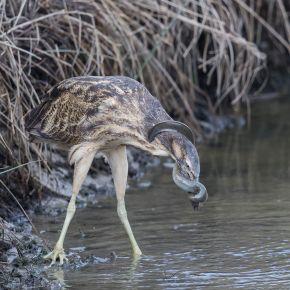 Australasian bittern