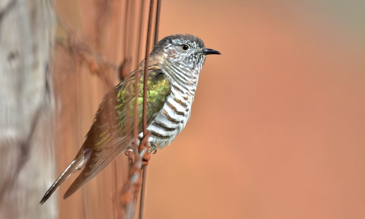 Shining cuckoo