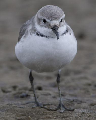 Wrybill