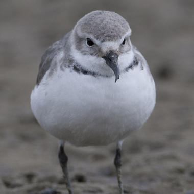 Wrybill