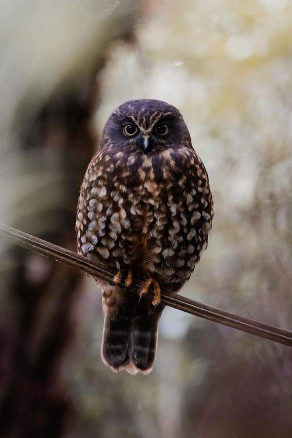 More Pork Ruru Morepork ‹ Bird of the Year ‹ Forest & Bird