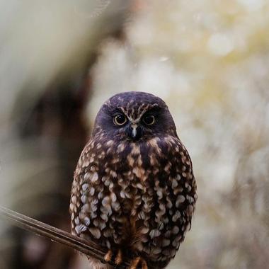 Morepork