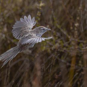 Fernbird