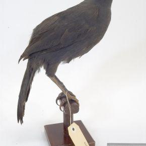 South Island kōkako