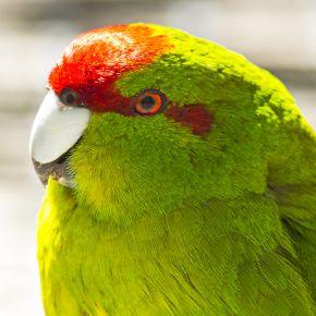 Kākāriki