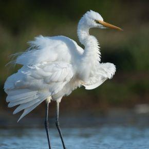 White heron