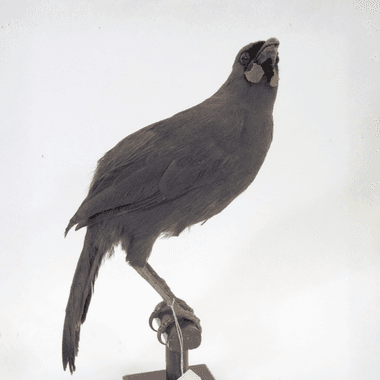 South Island kōkako