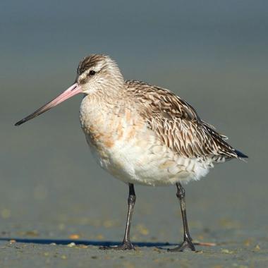 Bar-tailed godwit