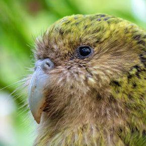 Kākāpō