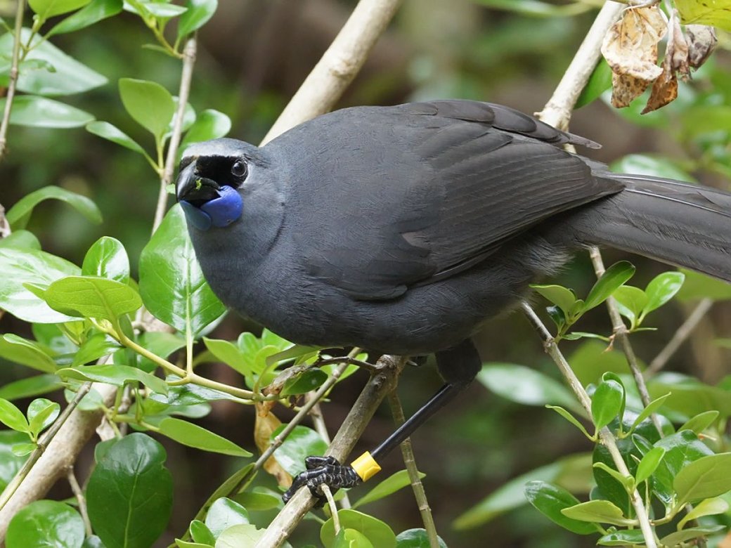 Kōkako