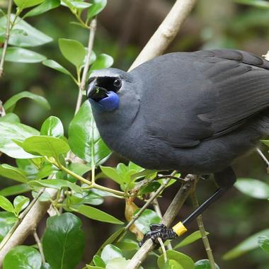 Kōkako