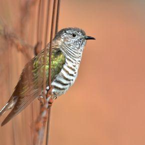 Shining cuckoo