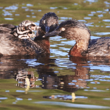 New Zealand dabchick