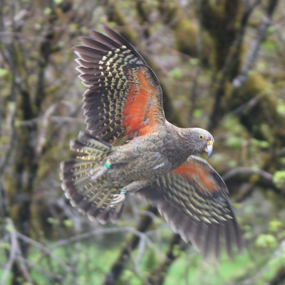 Kea