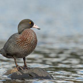 Blue duck