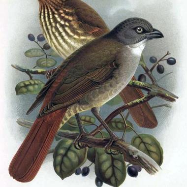 New Zealand thrush