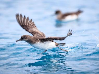 Hutton's shearwater