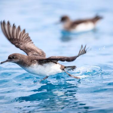 Hutton's shearwater