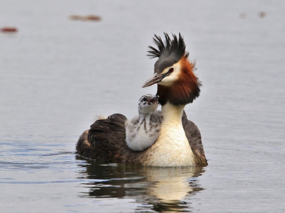 Australasian crested grebe