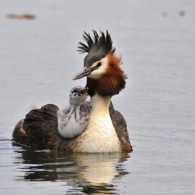 Australasian crested grebe